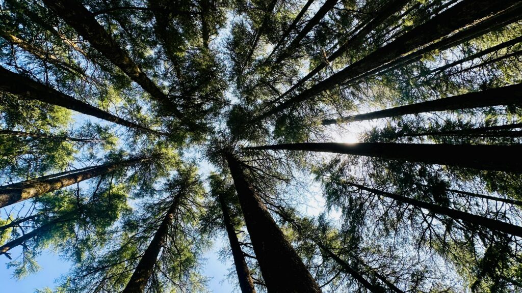ekko Unveils Nature Footprint for Payment Providers to Embed Sustainability Into Spending